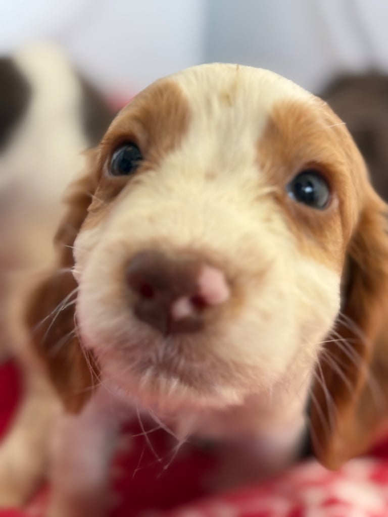 Beautiful Cocker Spaniel Puppys 😍