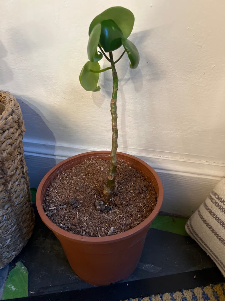 image for Free house plant for sale 