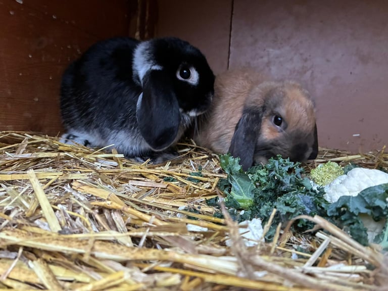 Baby minilop rabbits