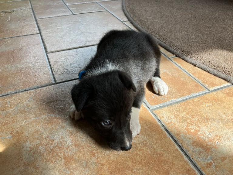 Border Collie Pups