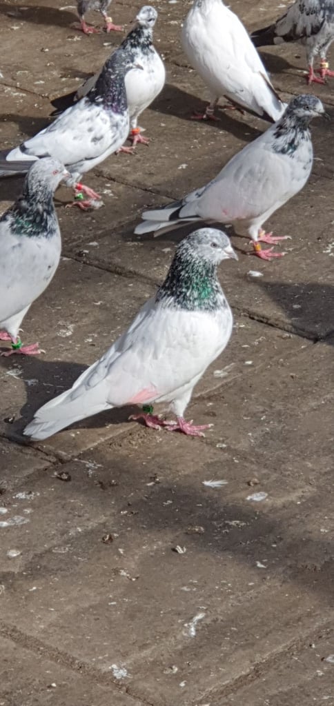 image for Pakistani Highflyer Pigeons For Sale