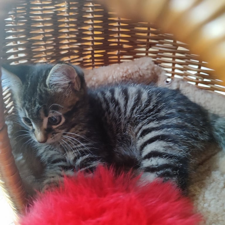 10 weeks old male tabby kitten 