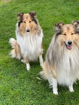 5 Rough Collie Puppies - All Girls