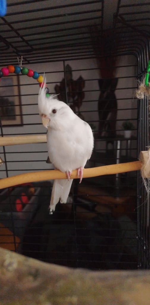 £250 (Price for all three birds)