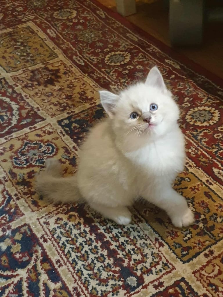edinburgh female ragdoll kitten