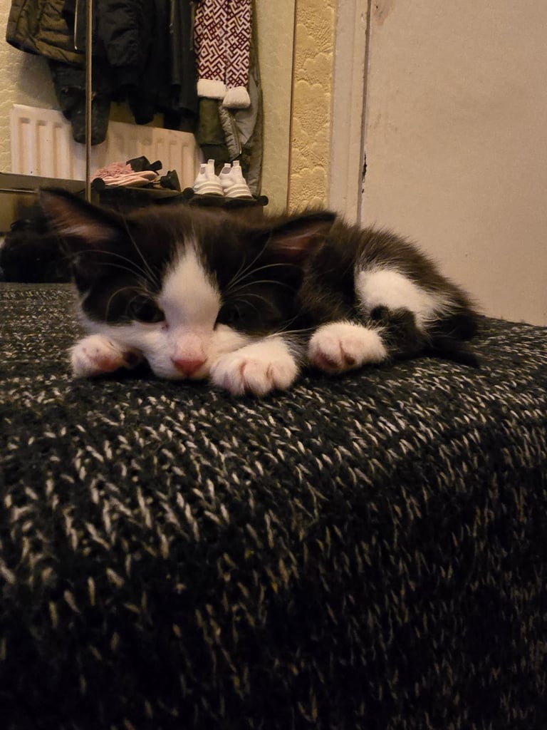 4 beautiful kittens 