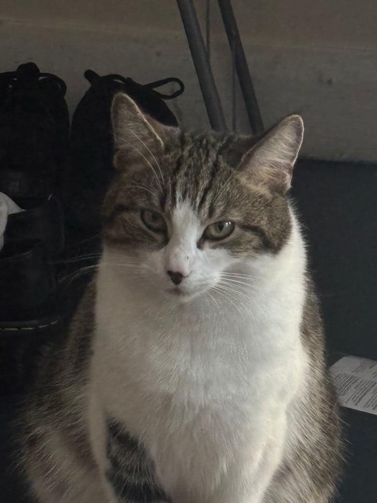 image for Adorable Cat Looking for a Loving Home 