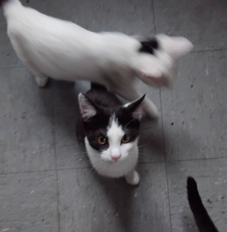 1 older male kitten