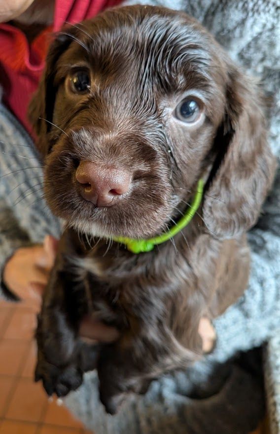 image for Chocolate Sprocker Female 