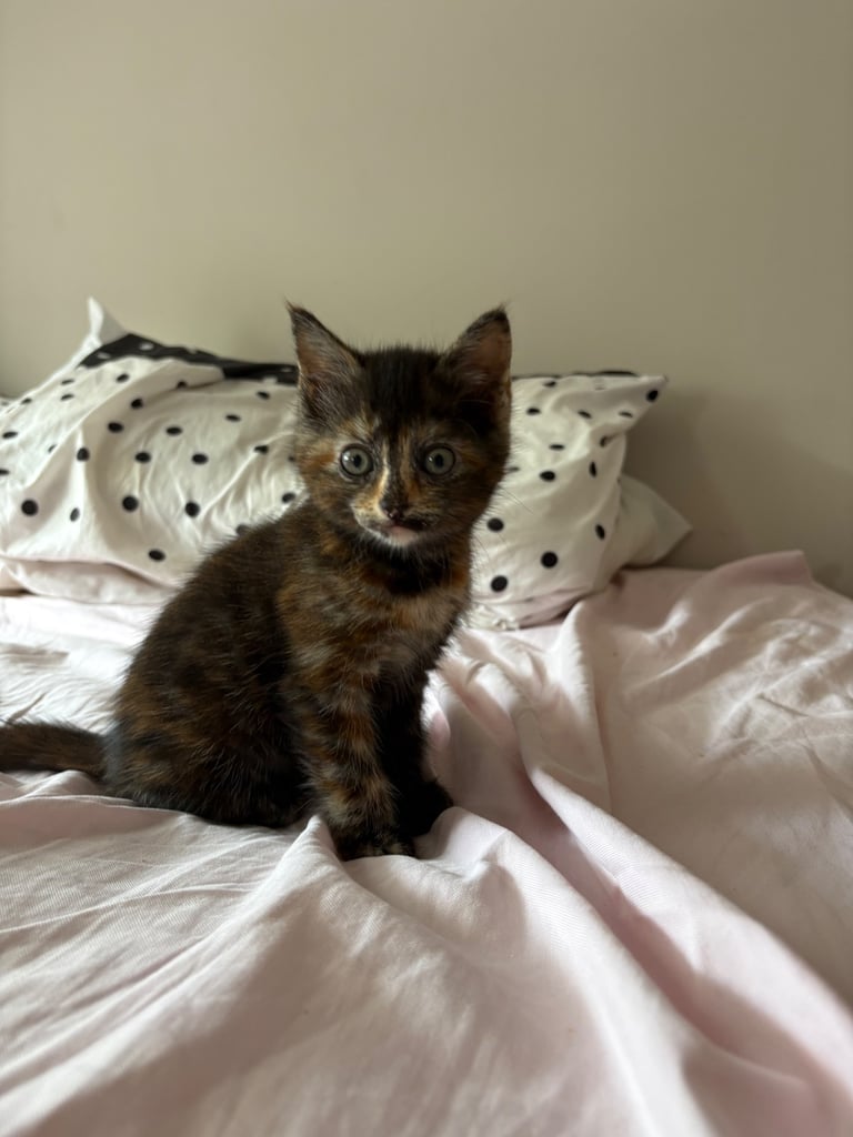 image for Kitten - available now!