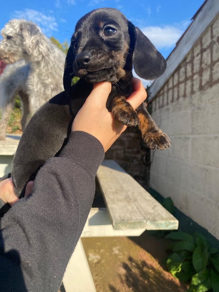 Miniature Dachshund puppies 