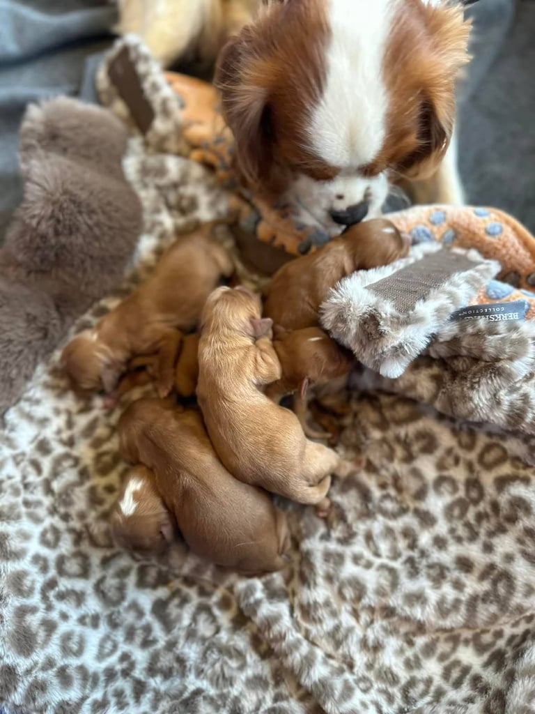 Cavalier King Charles spaniel puppies ready now