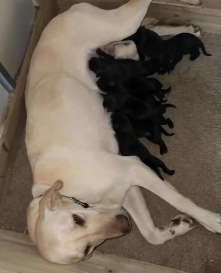 Labradore puppies