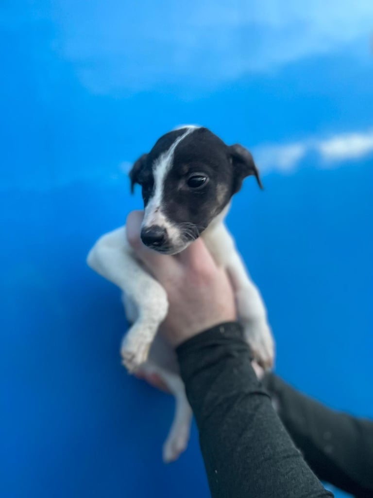 Whippet puppies 