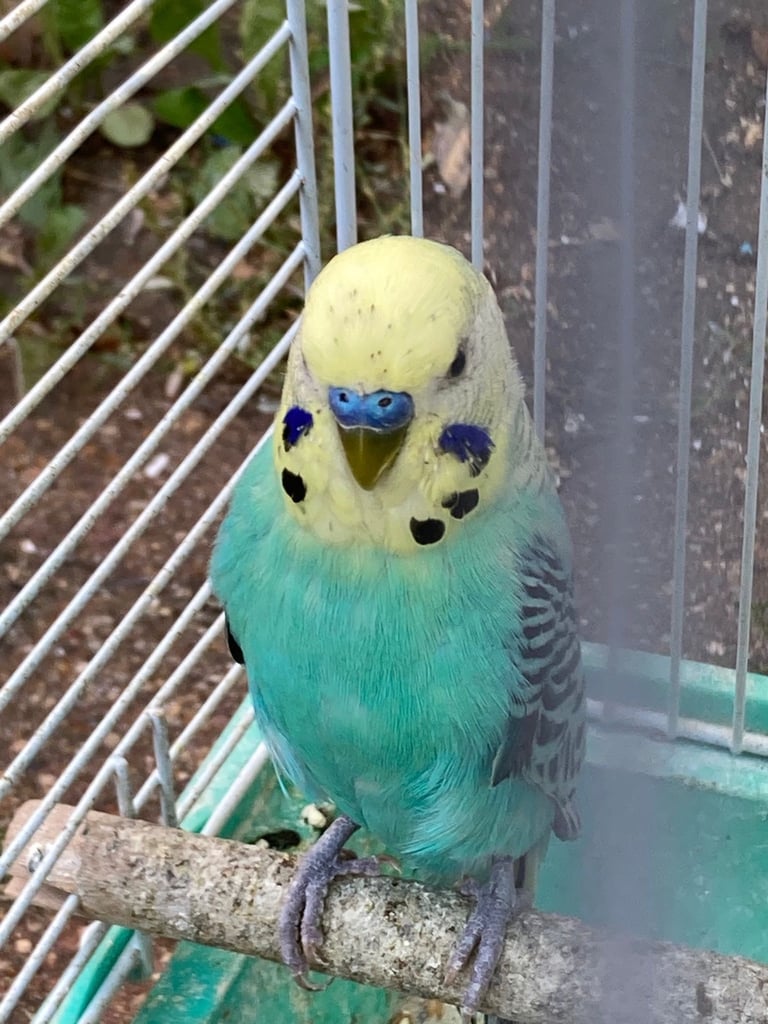 image for Young budgies for sale in Norbury