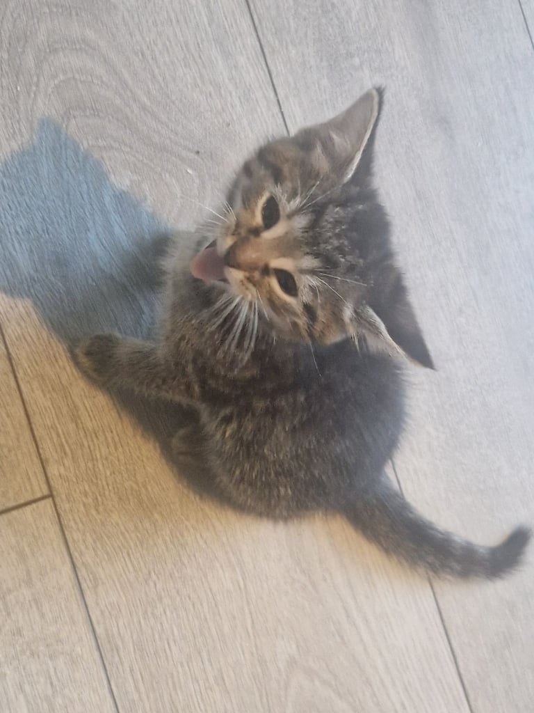 Kittens for sale