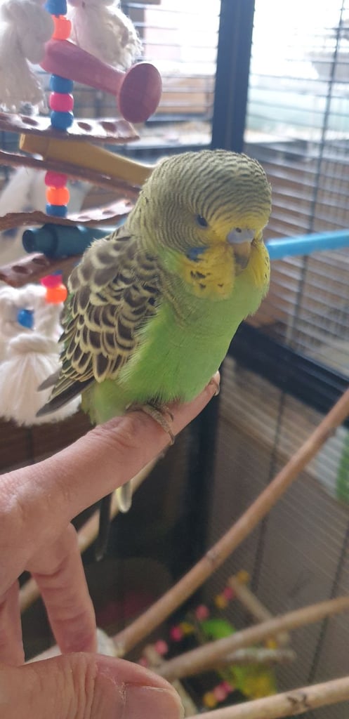 Baby budgies for sale