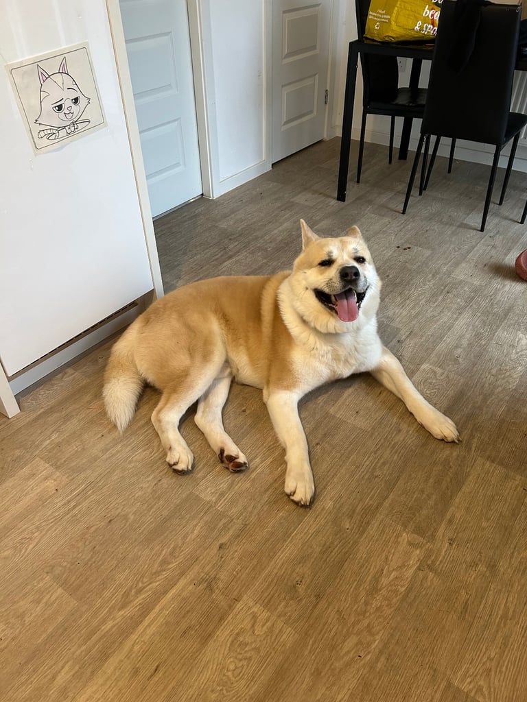 Male American Akita in desperate need for a new loving home.