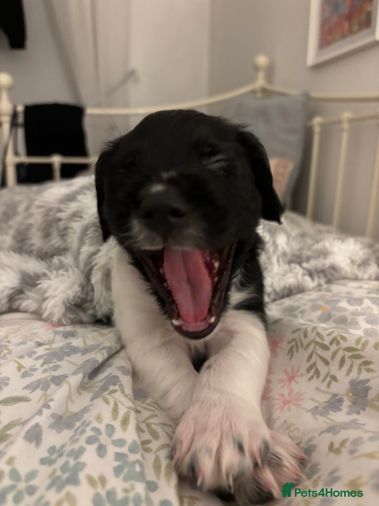 English Springer Spaniels