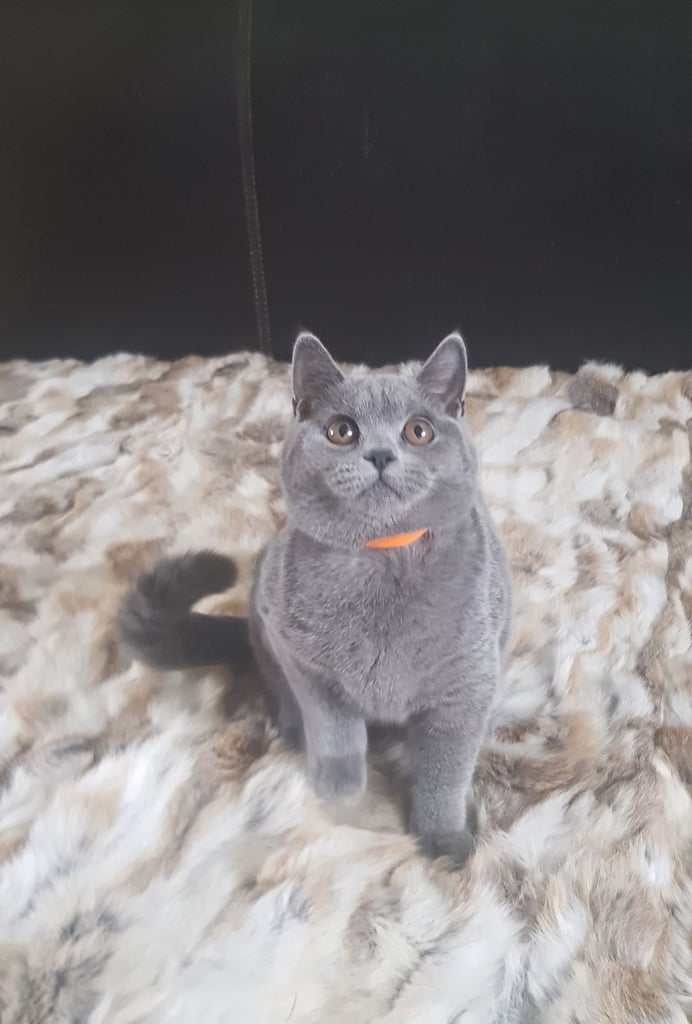 Pure BSH kittens ready for collection