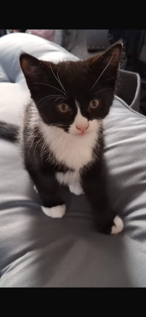 Selling kitten