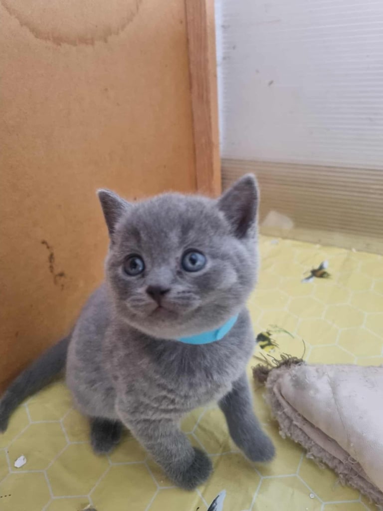 Beautiful British Shorthair kittens 