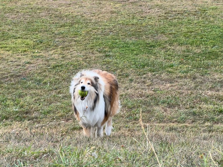 Rough Collie needs a warm home (sold)