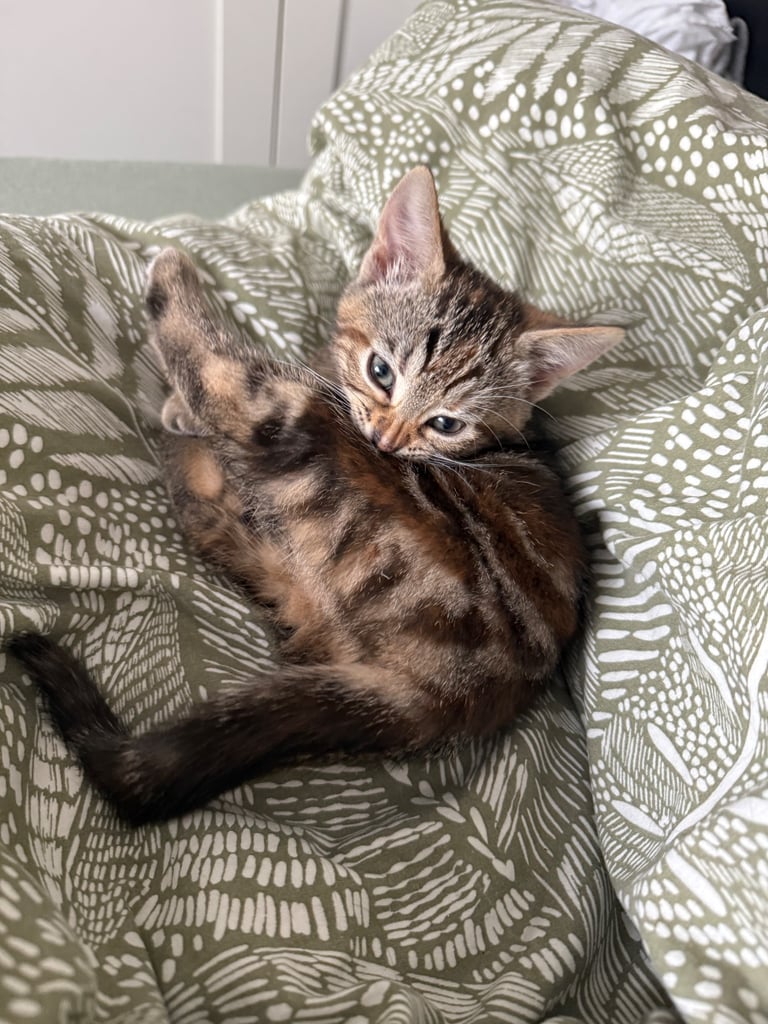 Kitten 