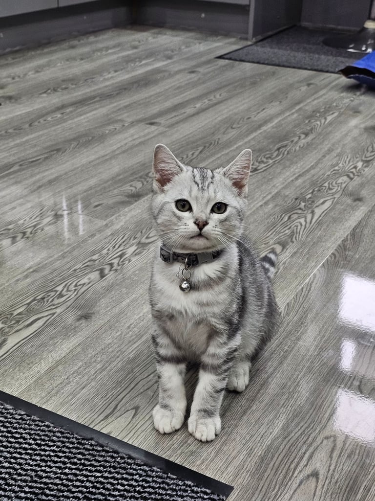 Beautiful Silver Tabby British Shorthair Boy
