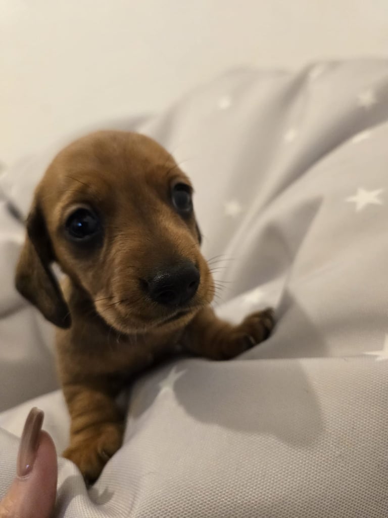 Miniature dachshund puppies 