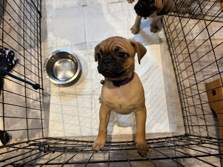 Last pug puppy 