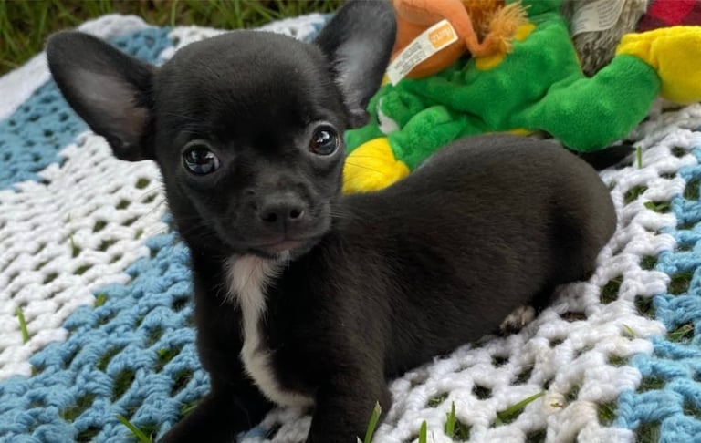 image for Toy chihuahua 