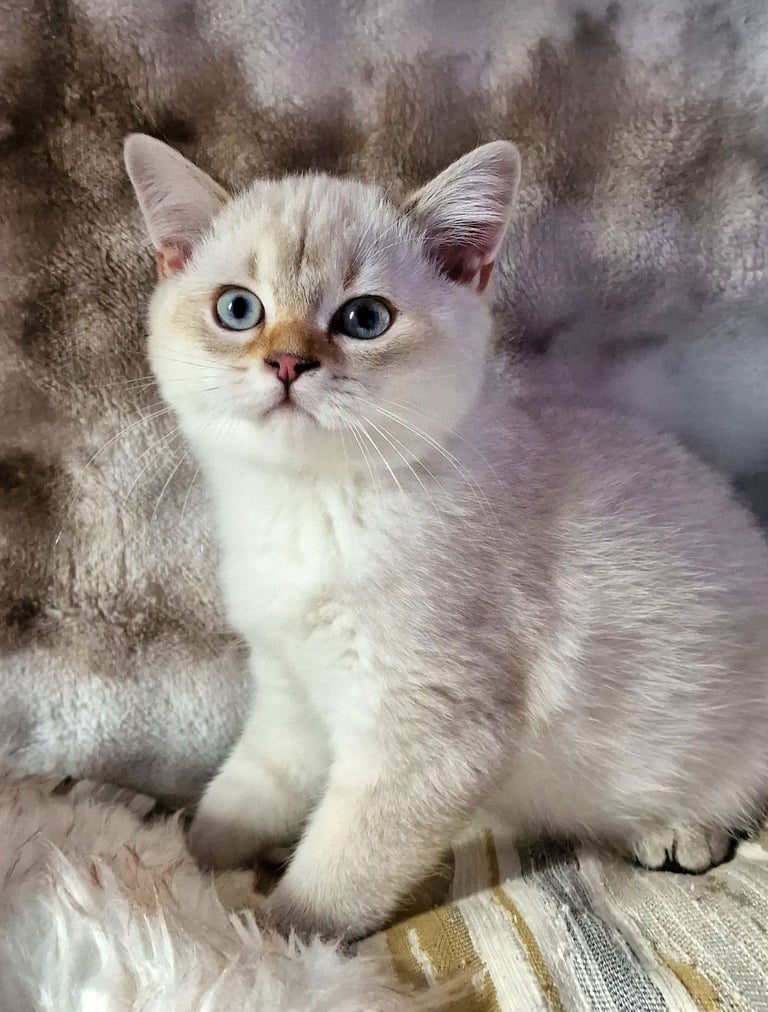GOLDEN & COLOURPOINT BSH KITTENS, READY TO GO!