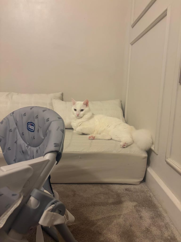 Beautiful Siberian white long hair male cat