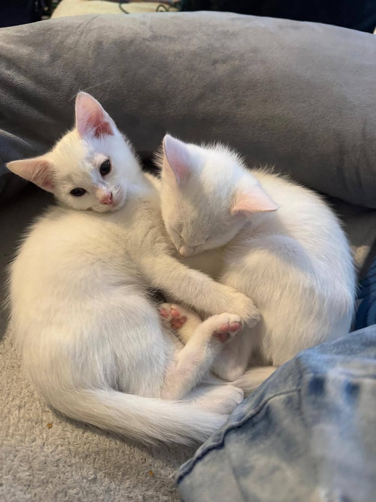 Turkish angora kittens 