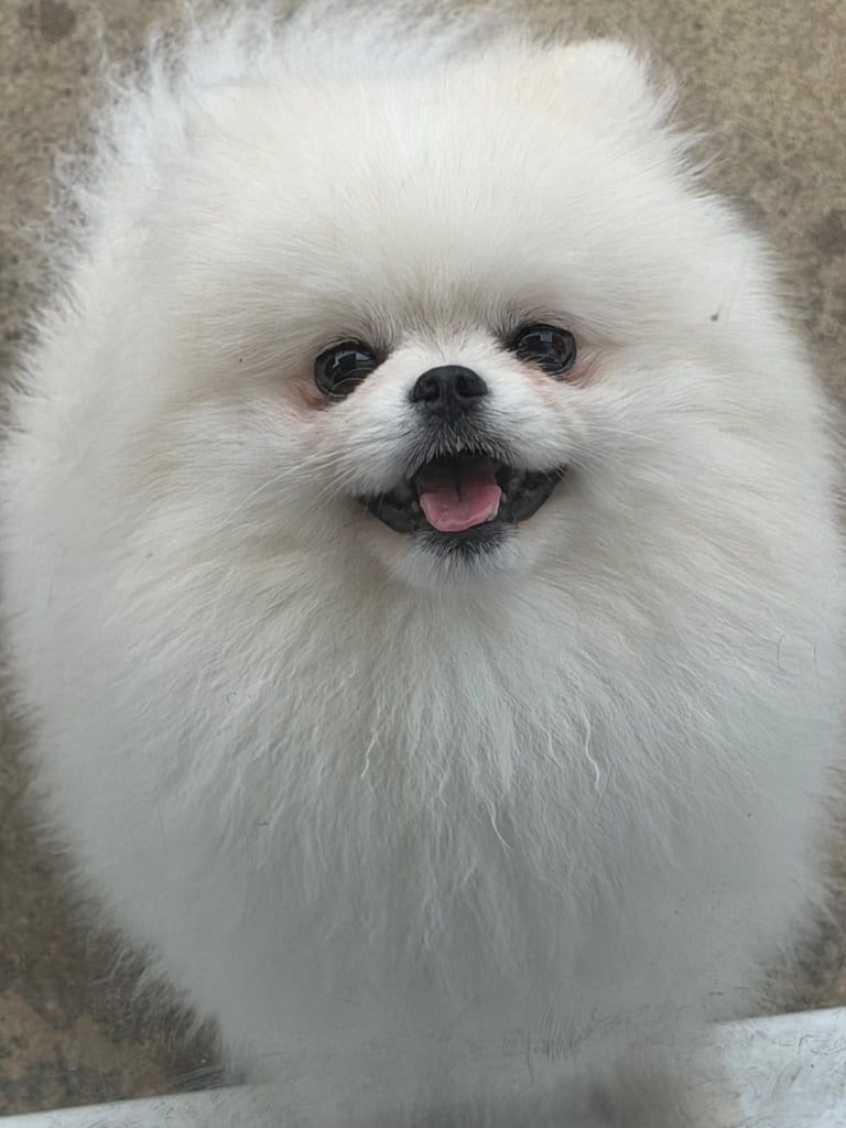 Pomeranian mini boy 