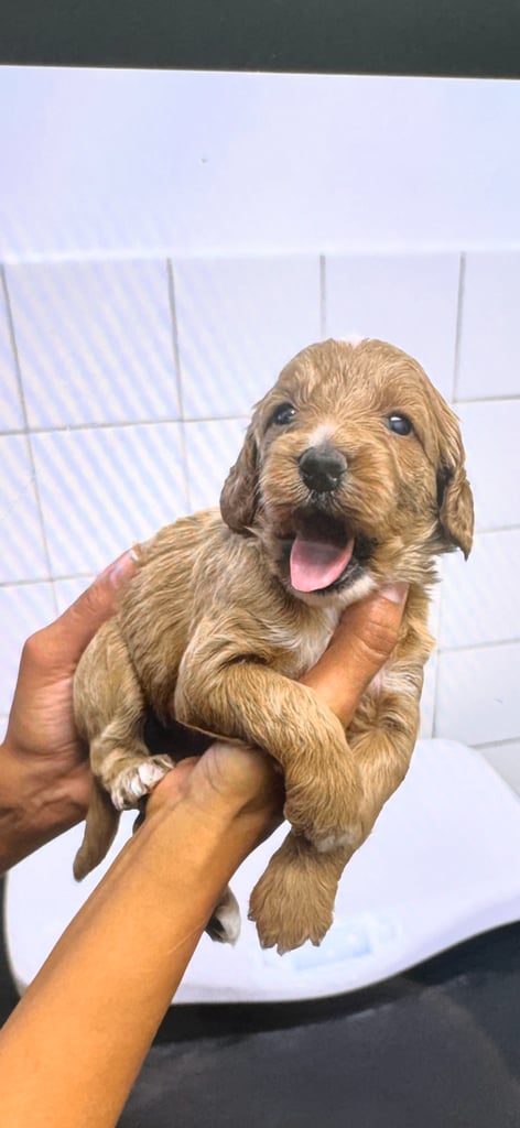 Stunning f1b cockapoo pup