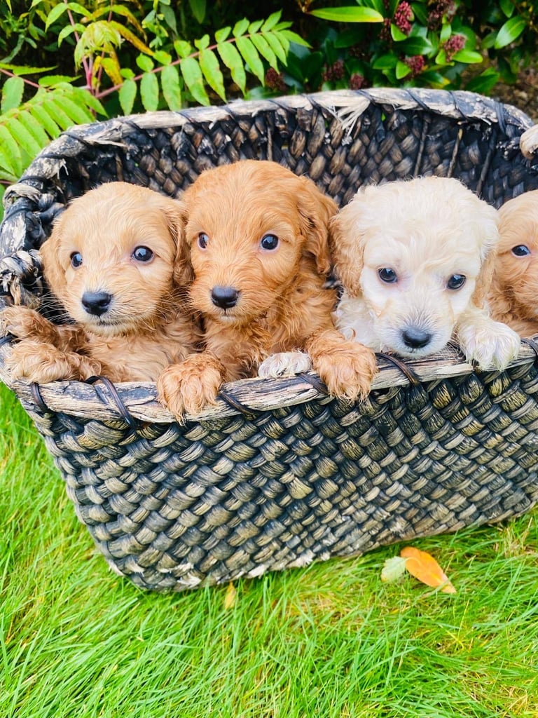 Cockerpoo puppies 