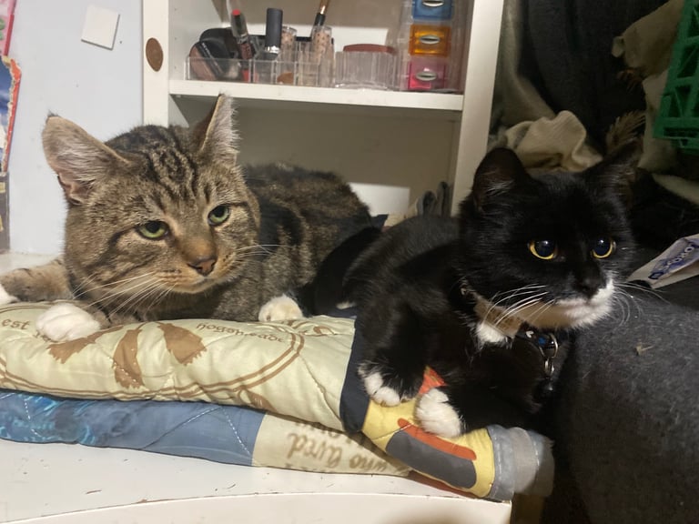 Lovely young cats looking for forever family 