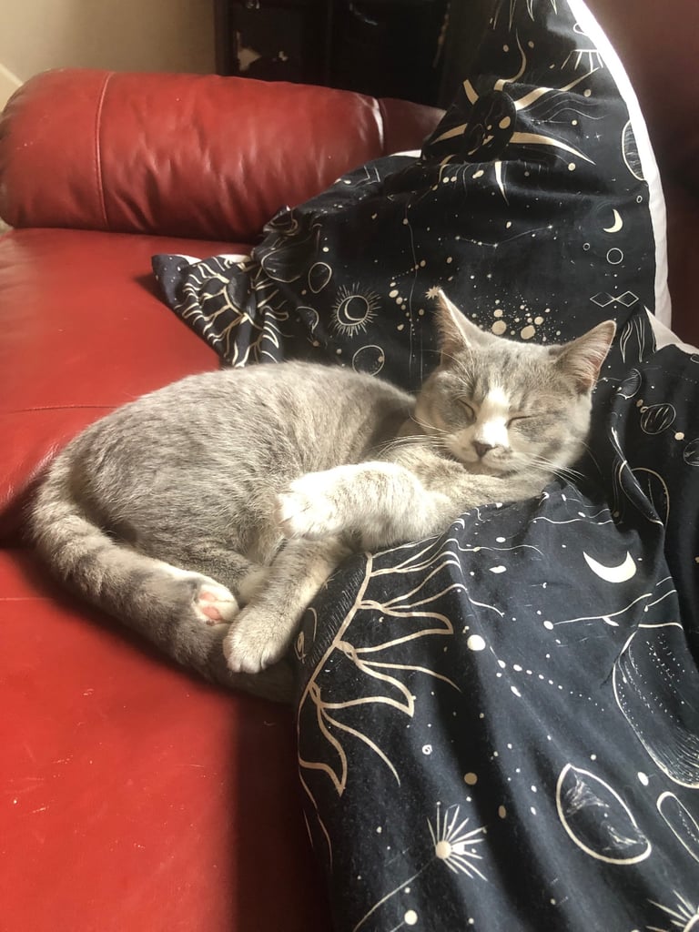 Female kitten looking for 5 star home 
