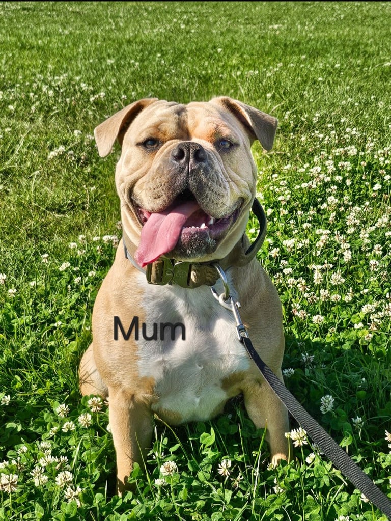 Last available boy Olde english bulldog for sale