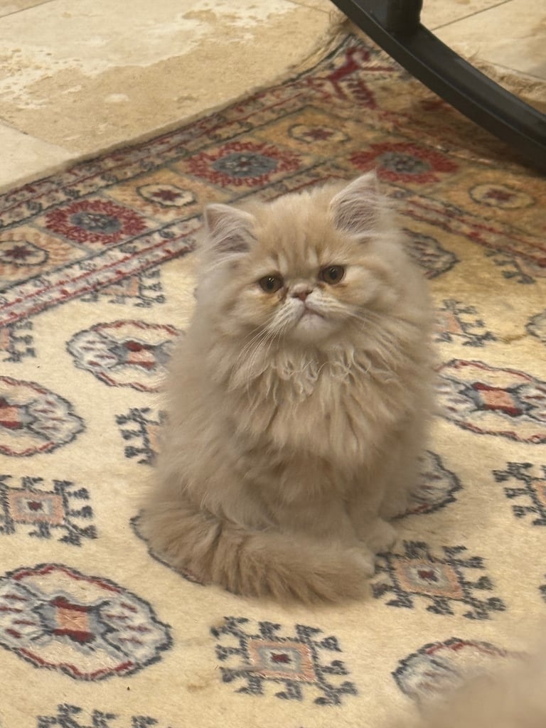 Persian kittens 
