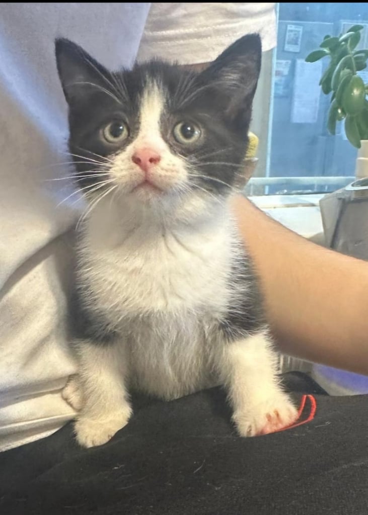 Beautiful British Short haired mixed breed kittens 