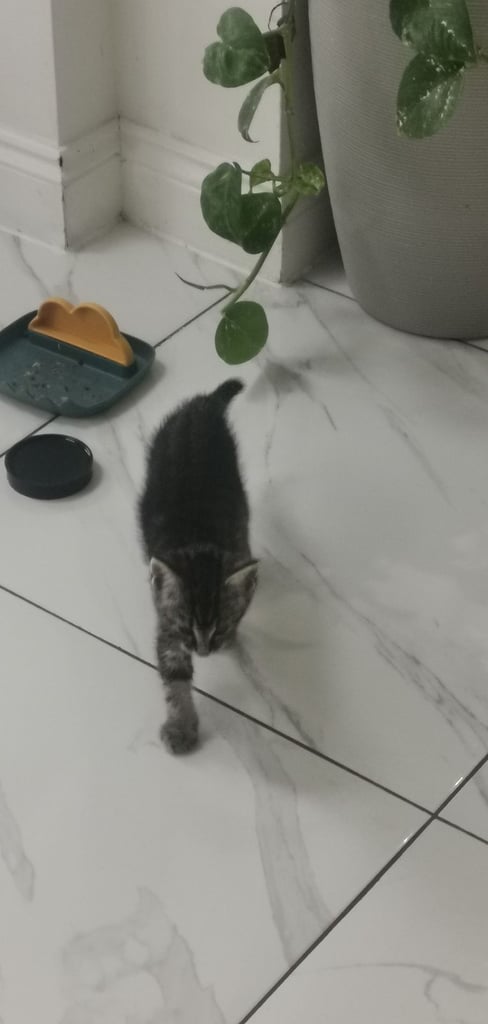 Milo