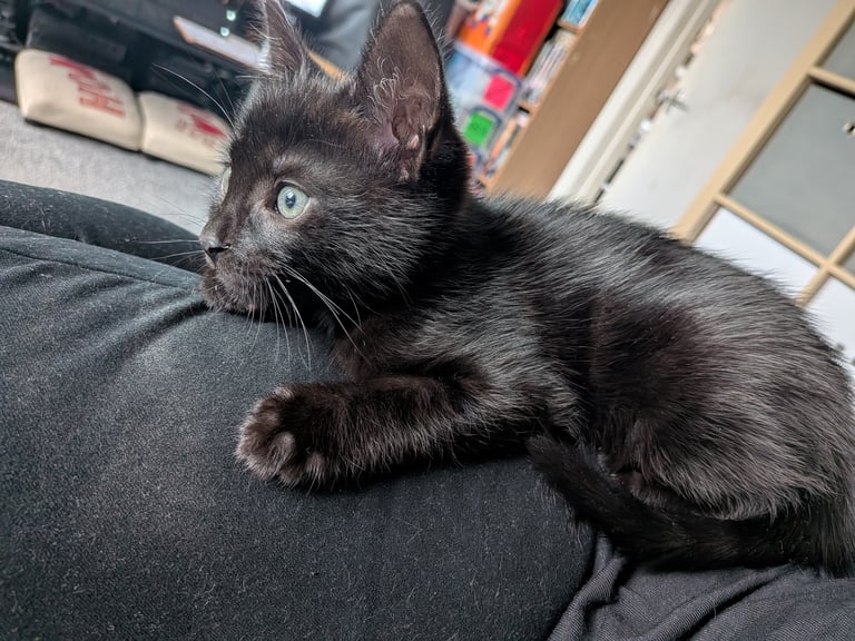Gorgeous 8 week old kittens
