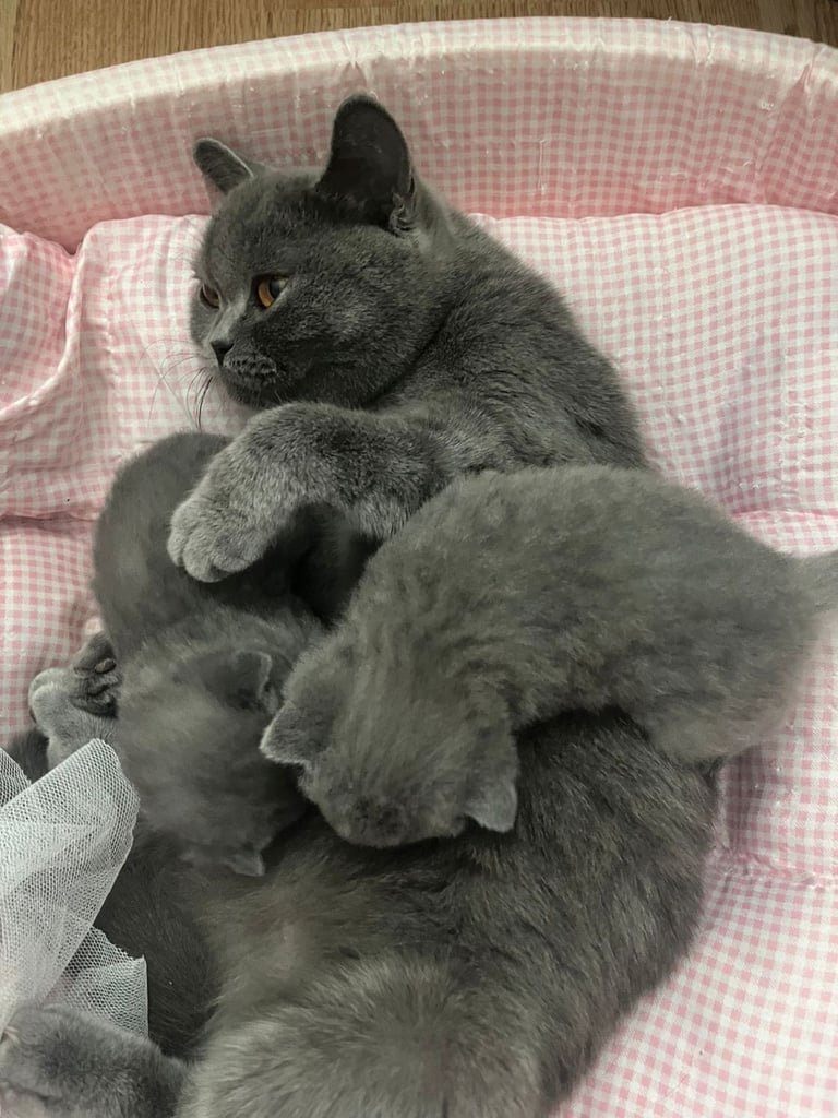 British short hair kitten