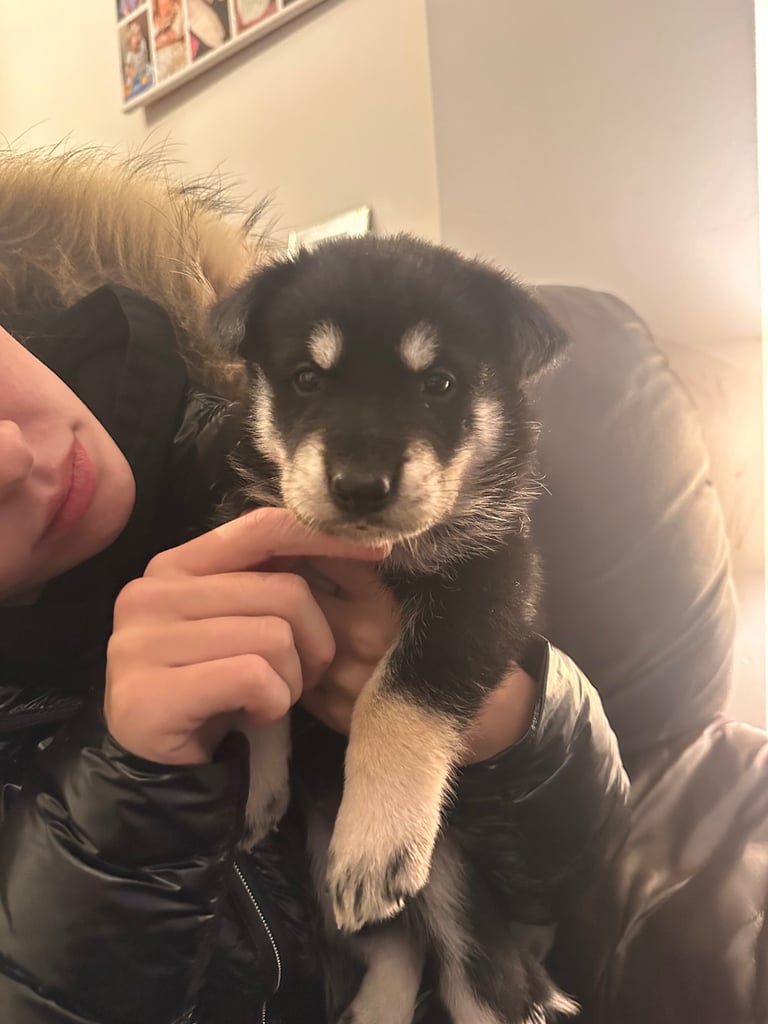 Beautiful German Shepherd × Chow × Alaskan Malamute Girl 