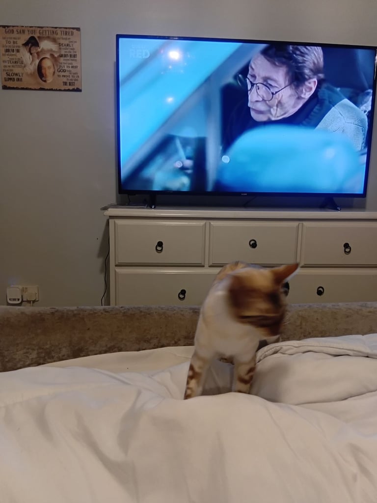 image for Am having  to sell my little  cat because  of mu health hes gorgeous 