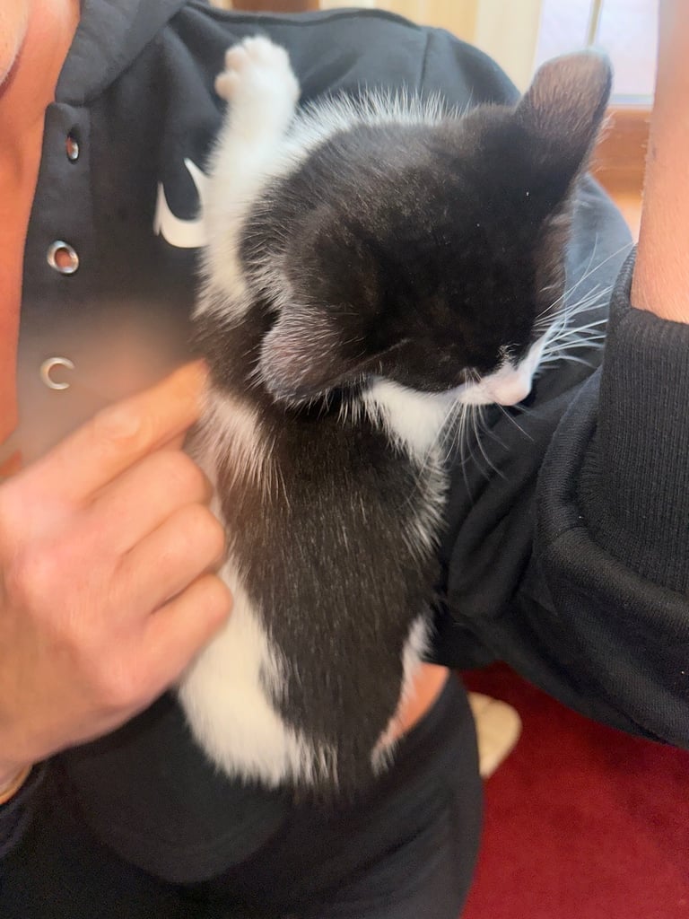 baby kittens for sale 