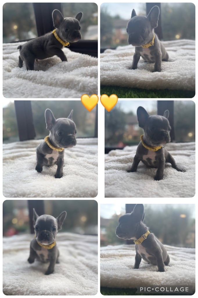 6 beautiful kc reg French bull dogs 💙